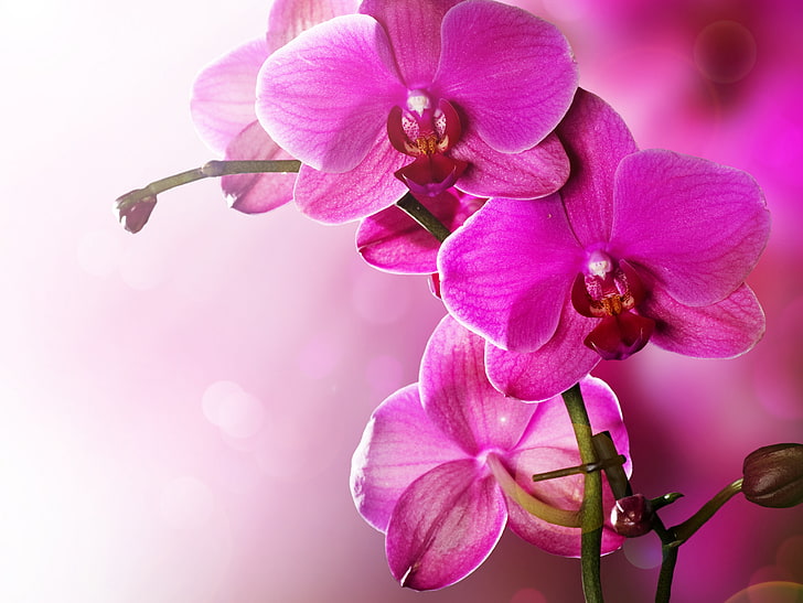 carta da parati orchidea falena rosa, gambo, fioritura, orchidea, Sfondo HD