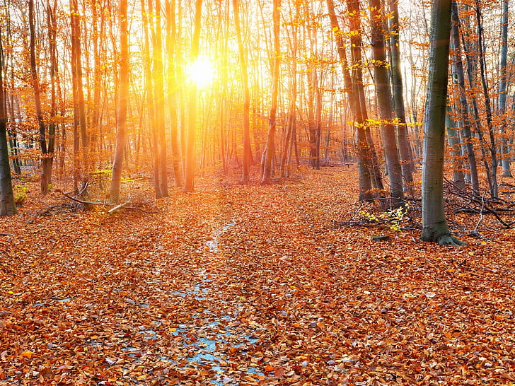 Forêt, automne, rayons de soleil, arbres, feuilles, feuilles séchées, Forêt, automne, soleil, rayons, arbres, feuilles, Fond d'écran HD