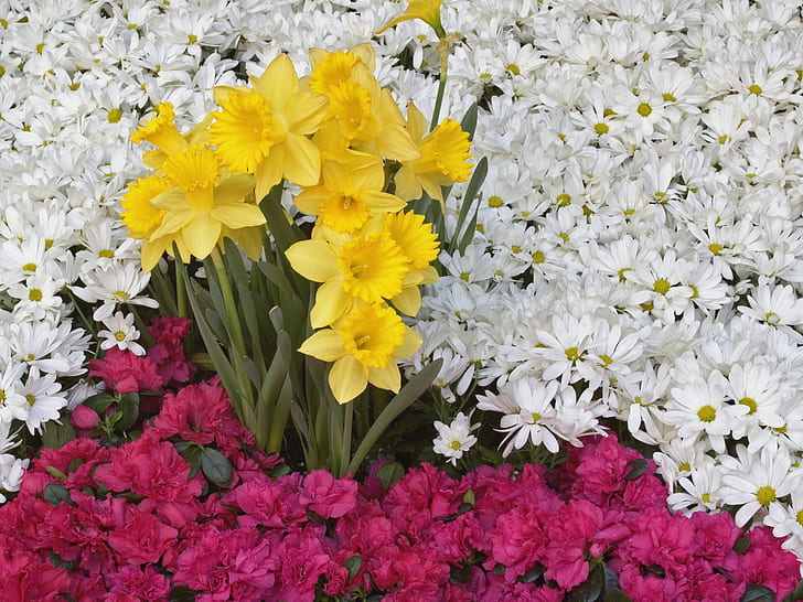 Brighton Narcissus Daisy Flores, flores, brighton, narciso, margarita, Fondo de pantalla HD