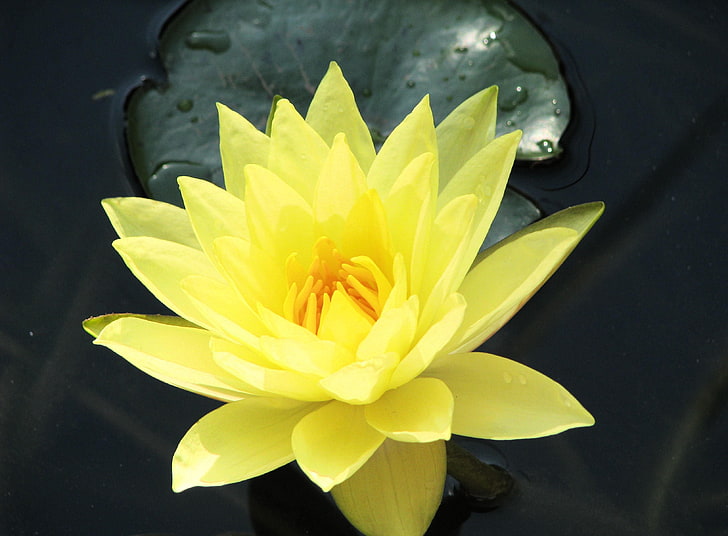 yellow water lily flower, water lily, water, yellow, leaf, close-up, HD wallpaper