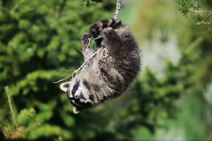 Raccoon on branch, look, mischief, playfulness, swings, hangs, branch, Raccoon, HD wallpaper