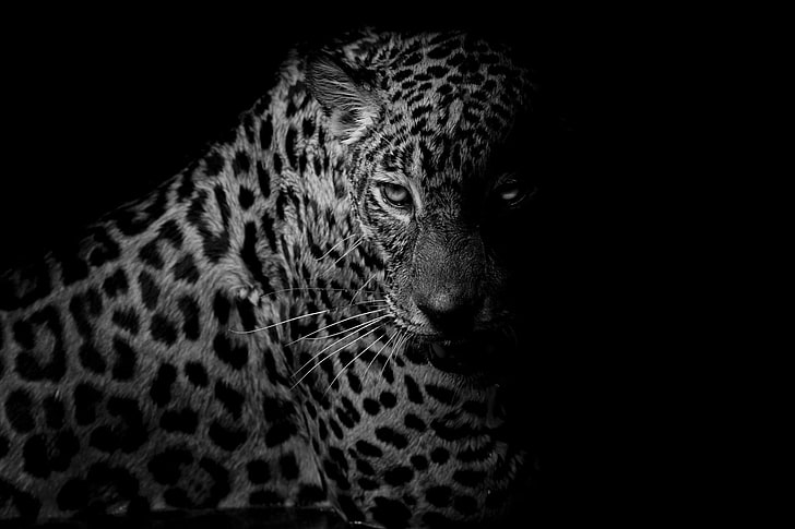 Кошки, Леопард, Большая кошка, Черно-белые, HD обои