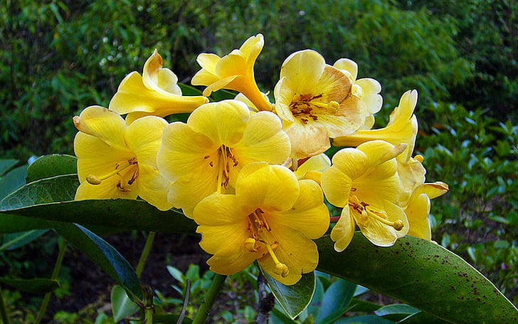Rhododendrons Flower 2.jpg 640 × 428, HD tapet