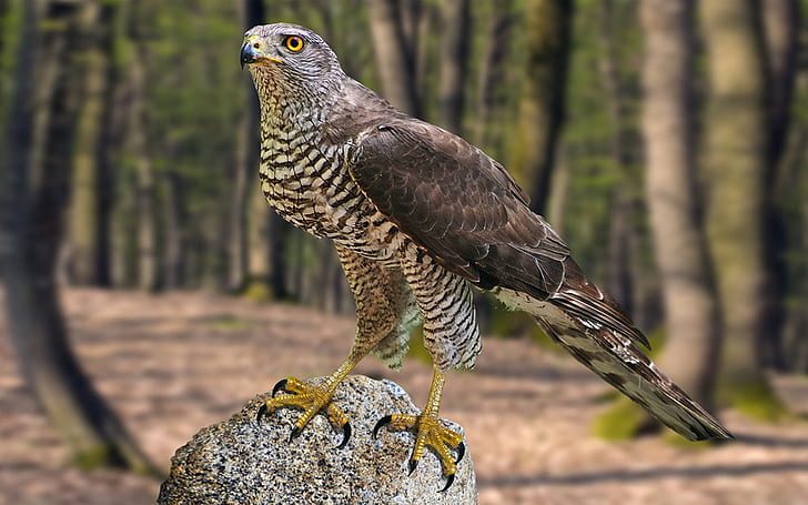 Northern Goshawk Bird Accipiter Gentilis Hd Wallpapers For Mobile Phones And Laptops, HD wallpaper