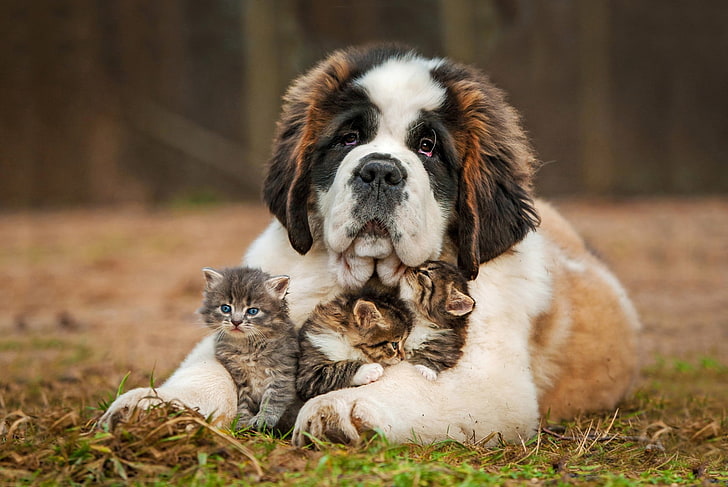 ขนยาวสีขาวและสีน้ำตาลสุนัขสัตว์สุนัขแมว, วอลล์เปเปอร์ HD