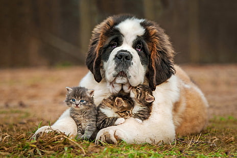 langhaariger weißer und brauner Hund, Tiere, Hund, Katze, HD-Hintergrundbild HD wallpaper