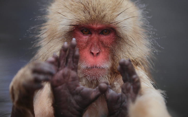 japanese macaque, HD wallpaper