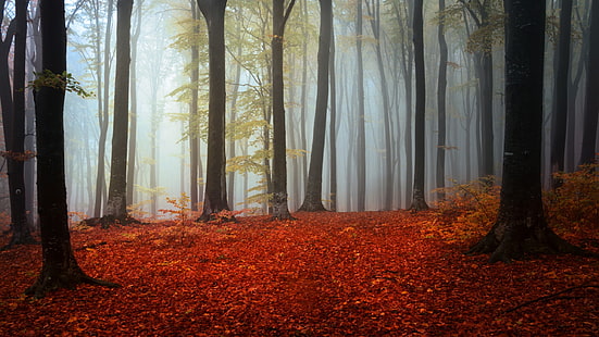 зеленые листья, природа, деревья, лес, ветка, листья, дерево, туман, осень, силуэт, HD обои HD wallpaper