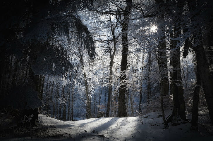 фотография, природа, дървета, сняг, зима, клон, HD тапет