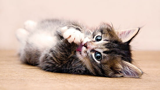 cat, kitten, cute, kitty, HD wallpaper HD wallpaper