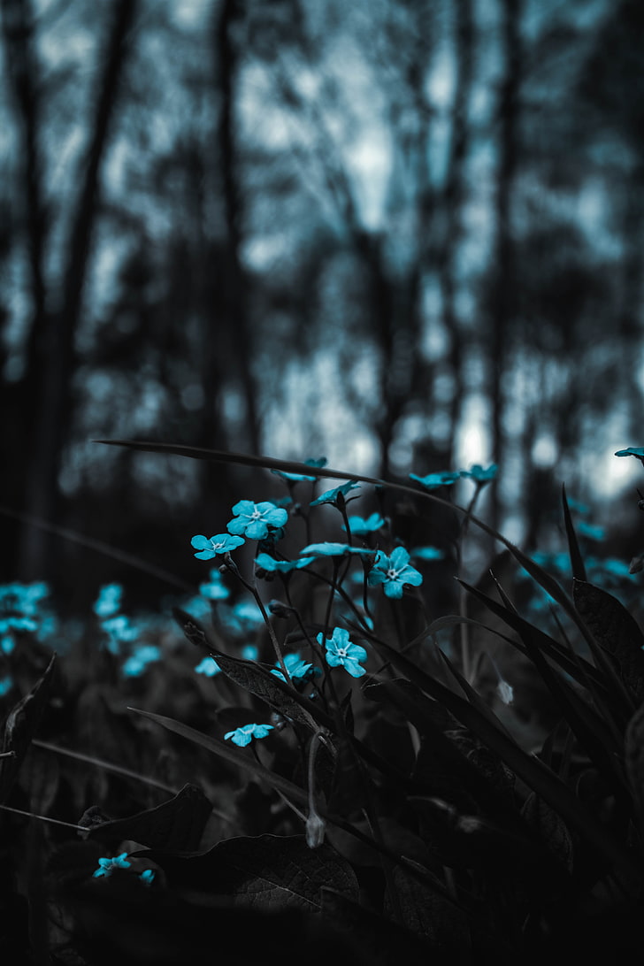 blue flowers, flowers, blue, field, blur, HD wallpaper