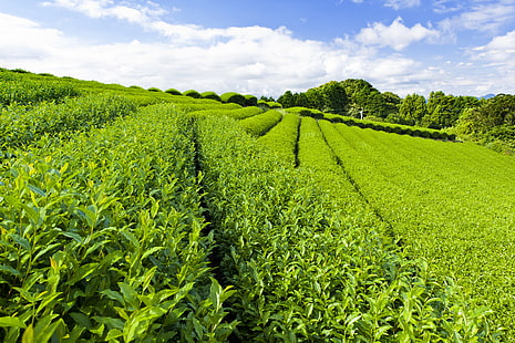 зеленое лиственное растение, небо, листья, дорожка, зелень, чай, дорожки, плантация, HD обои HD wallpaper