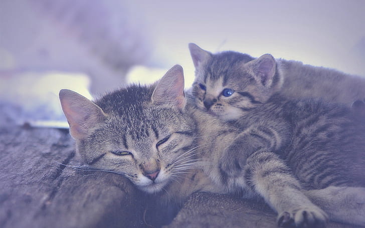 Yavru kedi ve annelik uyku, Yavru kedi, Annelik, Uyku, HD masaüstü duvar kağıdı
