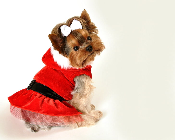 Merry Christmas!, red, dress, yorkshire terrier, caine, bow, animal, card, white, puppy, dog, HD wallpaper