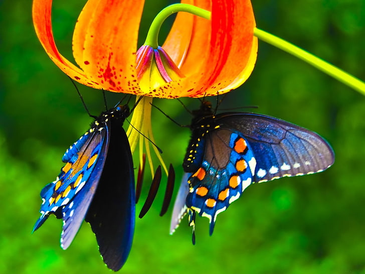 bunga lily rusa merah dan dua kupu-kupu biru, kupu-kupu, hewan, bunga, serangga, Wallpaper HD