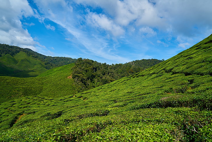 зеленая гора, малайзия, чайные плантации, небо, HD обои