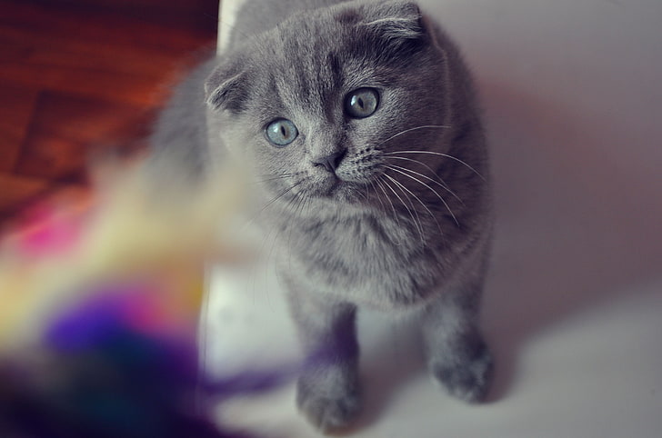 gray cat, cat, flap-eared, face, eyes, briton, HD wallpaper