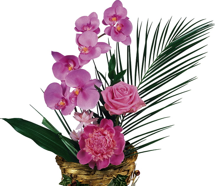Rose, Pfingstrose, Orchideen, Kräuter, Pflanzgefäße, HD-Hintergrundbild