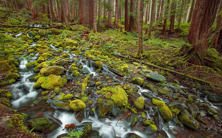 Камъни за поток от дъждовни гори със зелен мъх Борови дървета Олимпийски национален парк САЩ Desktop Hd Wallpaper за компютър и таблет 2560 × 1600, HD тапет