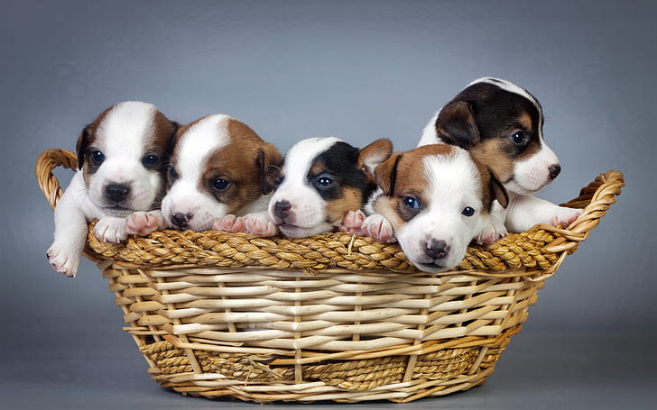 Many dogs, puppies, basket, Many, Dogs, Puppies, Basket, HD wallpaper