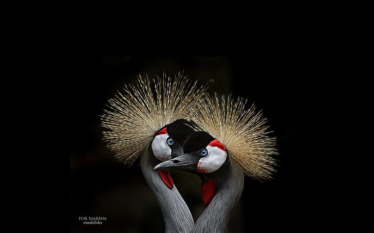 Birds, Grey crowned crane, Bird, HD wallpaper