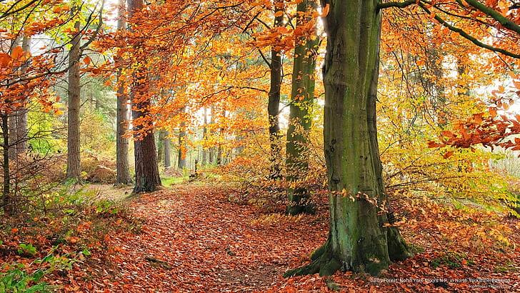 Dalby Forest, North York Moors N.P.nello Yorkshire del nord, in Inghilterra, in autunno, Sfondo HD
