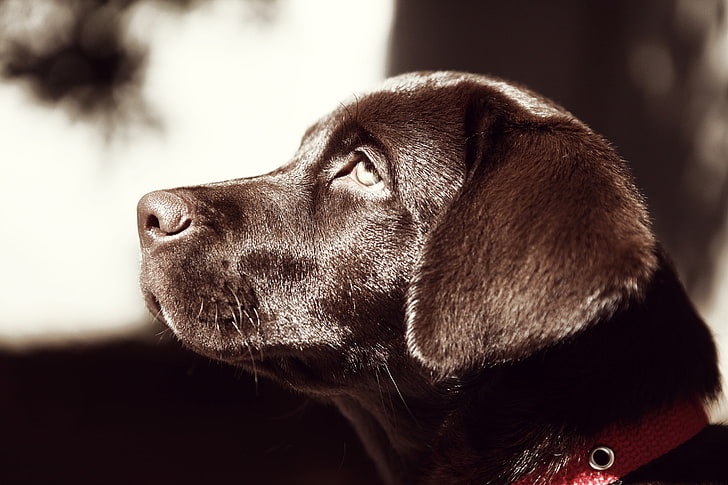 adulto negro Labrador, labrador, perro, hocico, cachorro, Fondo de pantalla HD