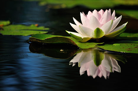 pink water lily flower, water lily, water, reflection, quiet, leaves, HD wallpaper HD wallpaper