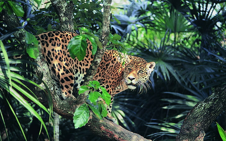 Jaguar, Tiere, Wildkatze, HD-Hintergrundbild