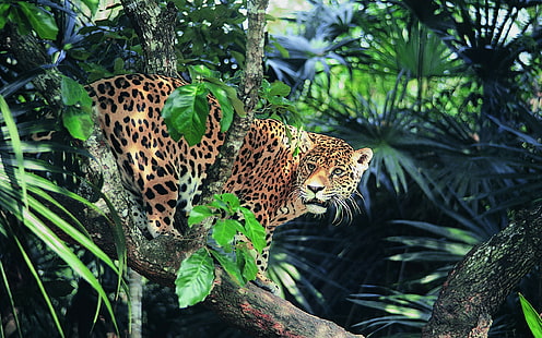 Jaguar, djur, vildkatt, HD tapet HD wallpaper