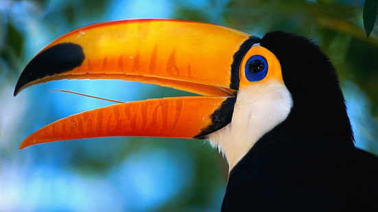 Vögel, Toco-Tukan, HD-Hintergrundbild HD wallpaper