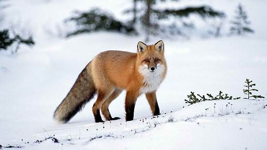 червена лисица, животни, зима, сняг, лисица, HD тапет HD wallpaper
