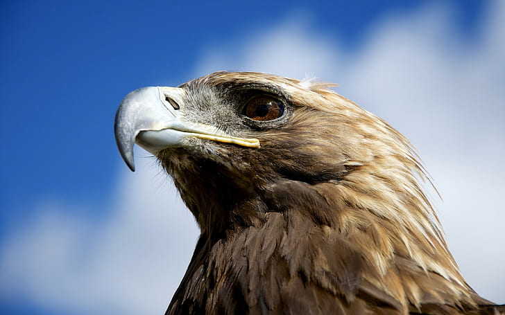 águila real HD fondos de pantalla descarga gratuita | Wallpaperbetter