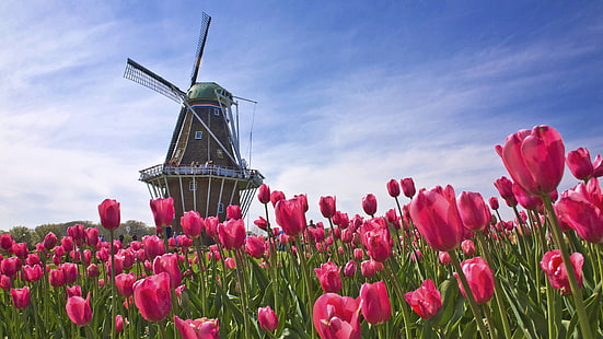färgglada, blommor, Nederländerna, park, tulpan, HD tapet HD wallpaper