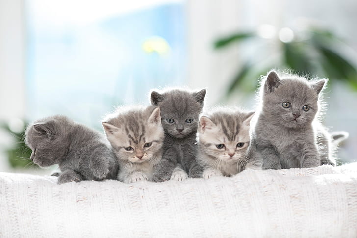 cat, animals, kittens, baby animals, HD wallpaper