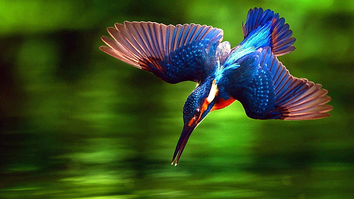 bird, beak, wildlife, fauna, close up, organism, feather, wing, kingfisher, colorful, HD wallpaper