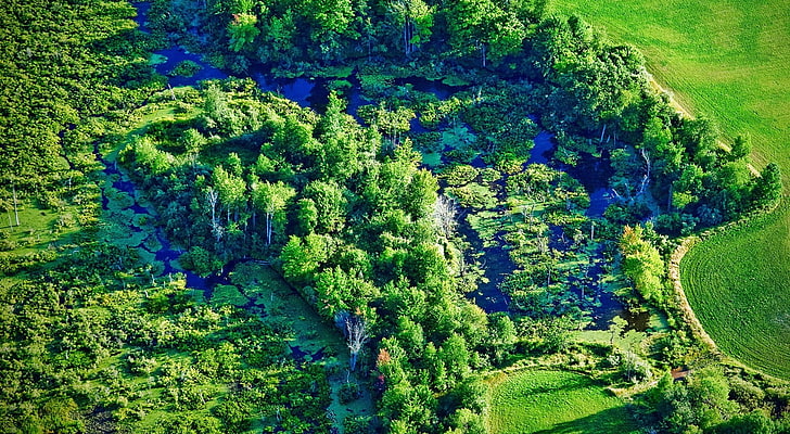 fotografia de ilha verde, pantanal, rio, árvores, verde, campo, Michigan, água, natureza, paisagem, HD papel de parede