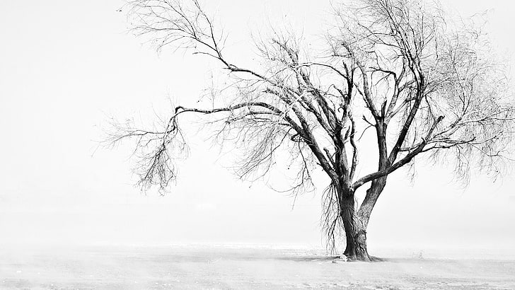 nature, solitude, tree, landscape, silhouette, snow, season, forest, winter, trees, grass, tracing, sky, ice, leaf, black, outdoors, graphic, design, leaves, cold, plant, art, rural, summer, silhouettes, decoration, horizon, outdoor, park, morning, bark, natural, light, floral, branch, field, HD wallpaper