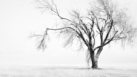 nature, solitude, tree, landscape, silhouette, snow, season, forest, winter, trees, grass, tracing, sky, ice, leaf, black, outdoors, graphic, design, leaves, cold, plant, art, rural, summer, silhouettes, decoration, horizon, outdoor, park, morning, bark, natural, light, floral, branch, field, HD wallpaper HD wallpaper