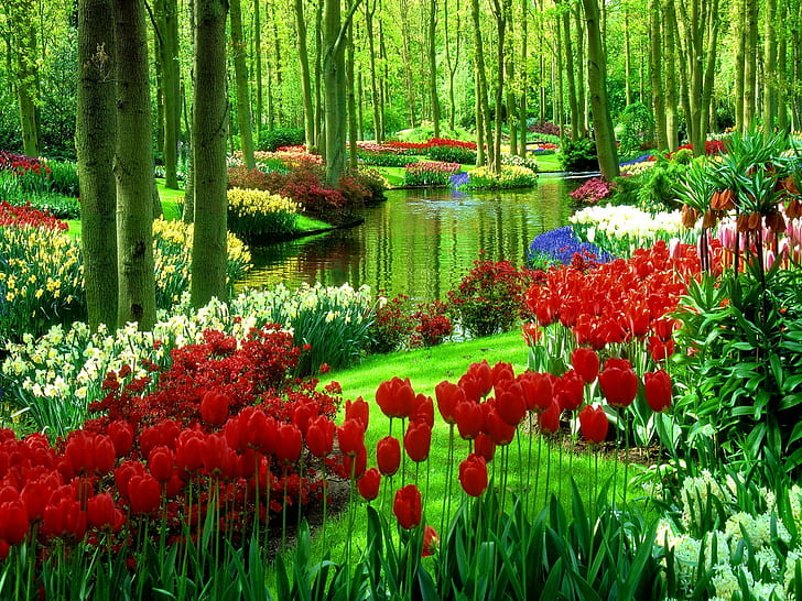 Цветя в зеления парк, прекрасно, езеро, хубаво, трева, зеленина, красиво, лалета, цветя, дървета, вода, хубаво, отражение, HD тапет