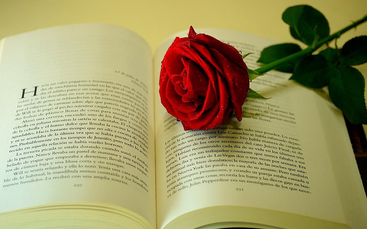rose-Flower Photos Wallpaper, red rose and white book page, HD wallpaper