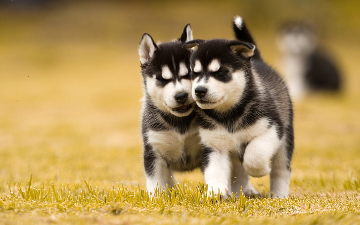 2つのハスキー犬子犬 2つの黒と白のシベリアンハスキー子犬 動物 犬