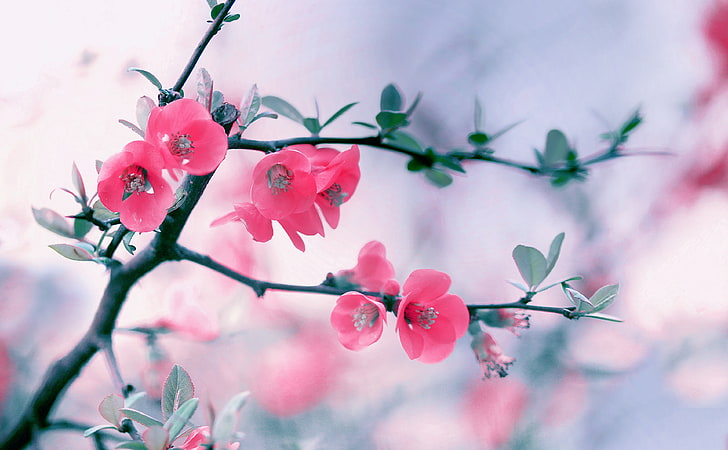 Розови цветя, пролет, черешово дърво, Aero, макро, природа, пролет, розово, цветя, клон, разцвет, HD тапет