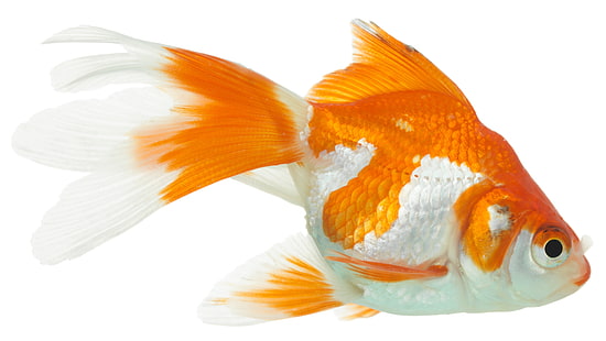 оранжева и бяла златна рибка, златна рибка, бял фон, едър план, HD тапет HD wallpaper