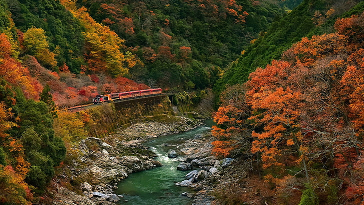червен влак, река, заобиколен от дървета през деня, природа, пейзаж, дървета, гора, клон, листа, цветен, падане, скала, камъни, река, поток, вода, влак, железопътна линия, мост, HD тапет