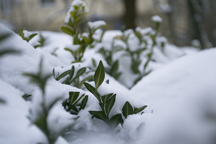 Winter, Schnee, Jahreszeiten, Natur, Frost, Makro, HD-Hintergrundbild