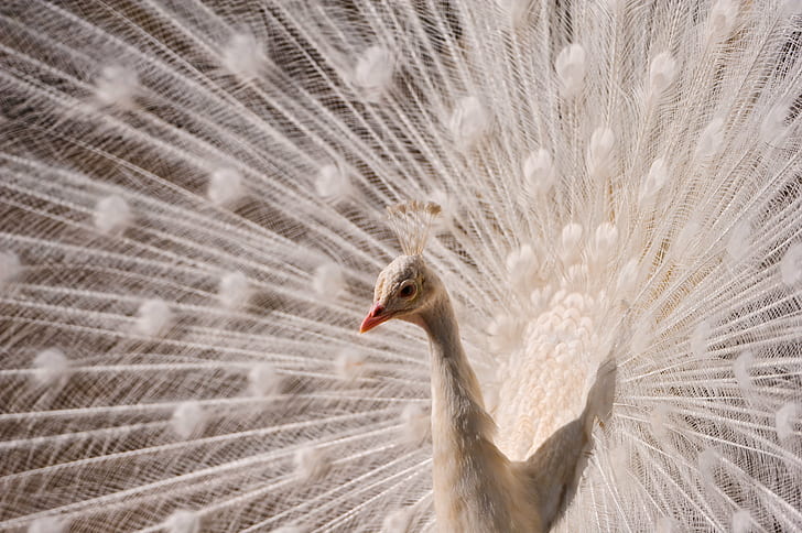 White peacock HD wallpapers free download | Wallpaperbetter