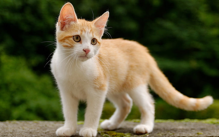 chat à fourrure courte blanc et marron, animaux, chat, Fond d'écran HD