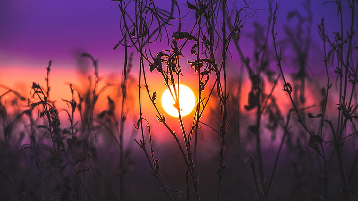 sunrise, purple background, Sun, plants, macro, nature, HD wallpaper