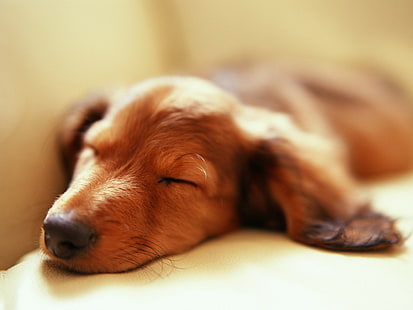 نائم ، الكلب الألماني، خلفية HD HD wallpaper